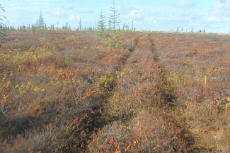 Двухзвенный снегоболотоход СТМ-7087  - На тундровой гусеницы не разрушает поверхностный слой почвы 